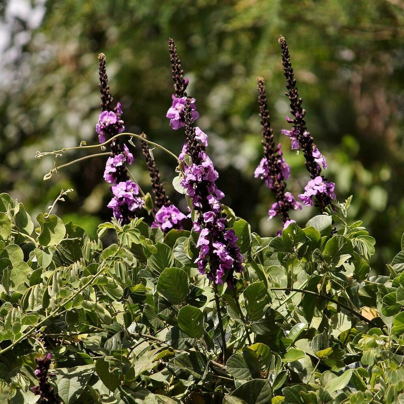 Macropsychanthus latifolius photo 3
