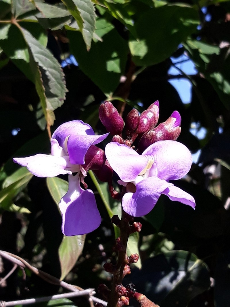 Macropsychanthus latifolius photo 4
