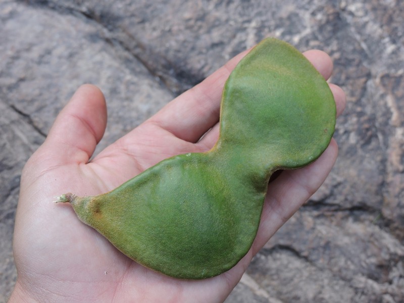 Macropsychanthus latifolius photo 5