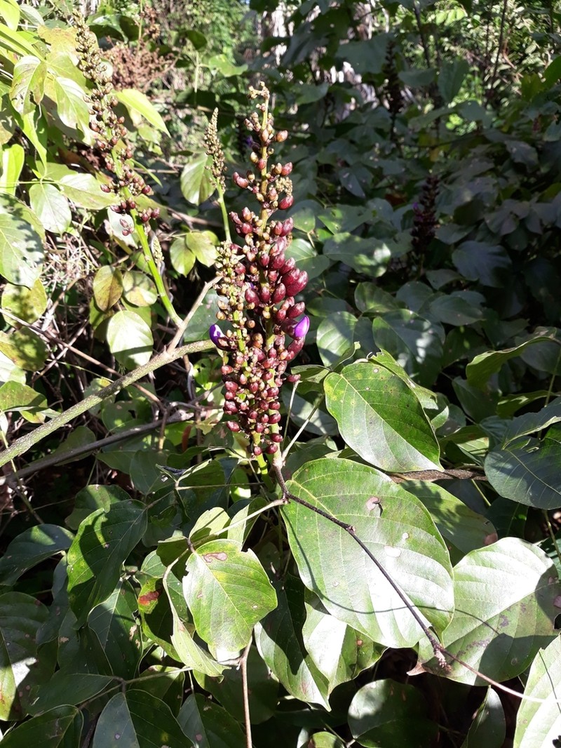 Macropsychanthus latifolius photo 6