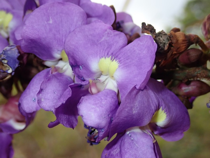 Macropsychanthus latifolius photo 7