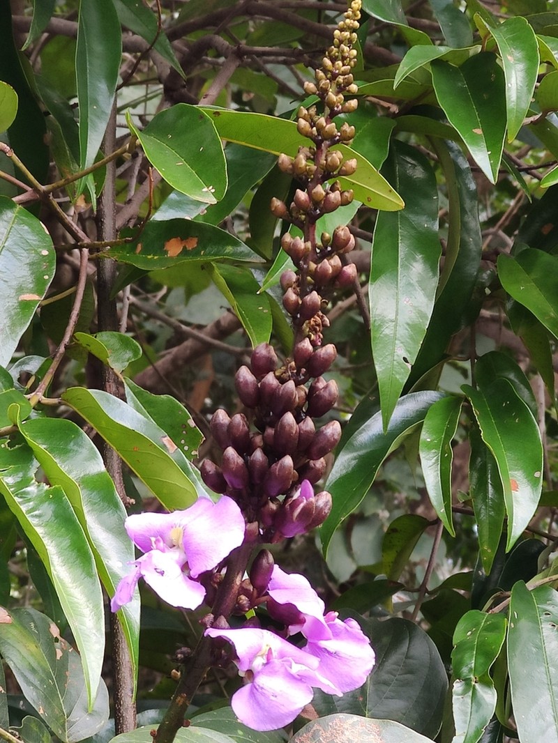 Macropsychanthus latifolius photo 8