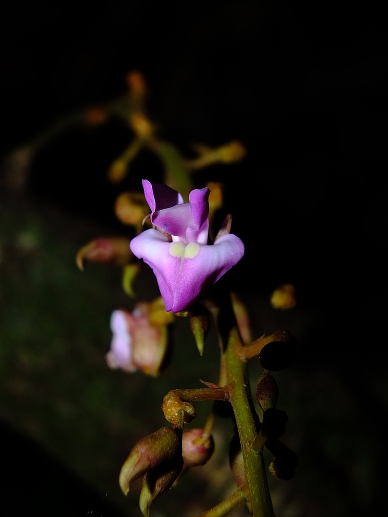 Macropsychanthus macrocarpus