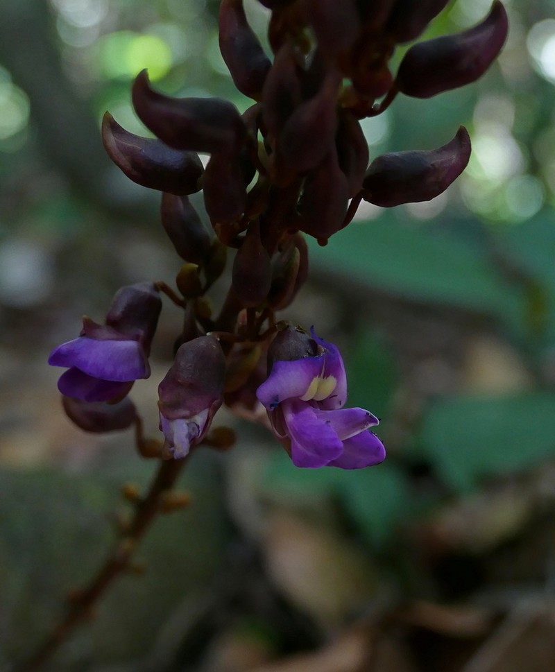Macropsychanthus macrocarpus photo 2