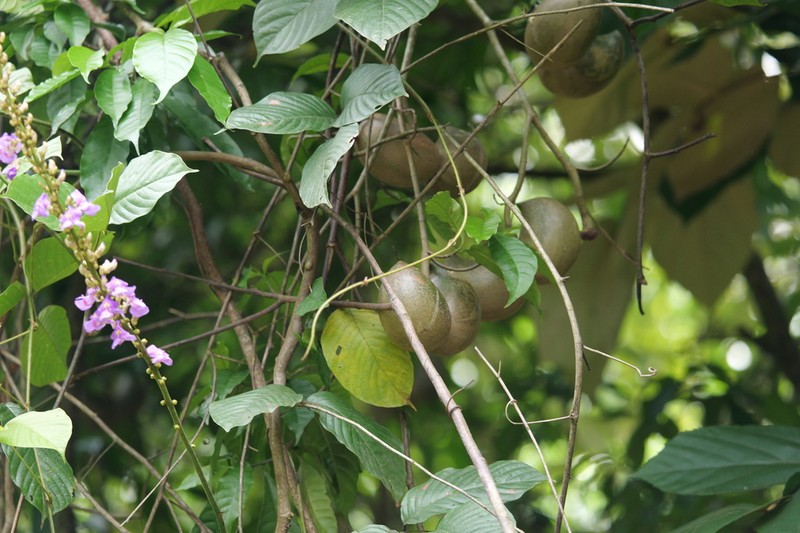 Macropsychanthus magnus