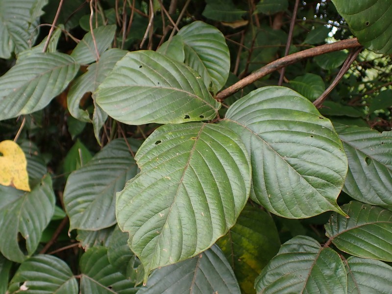 Macropsychanthus malacocarpus photo 2