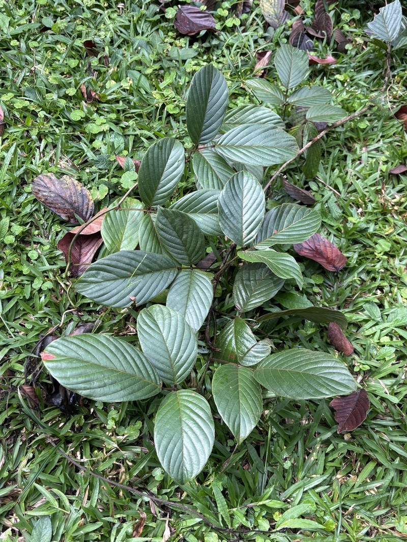 Macropsychanthus malacocarpus photo 3