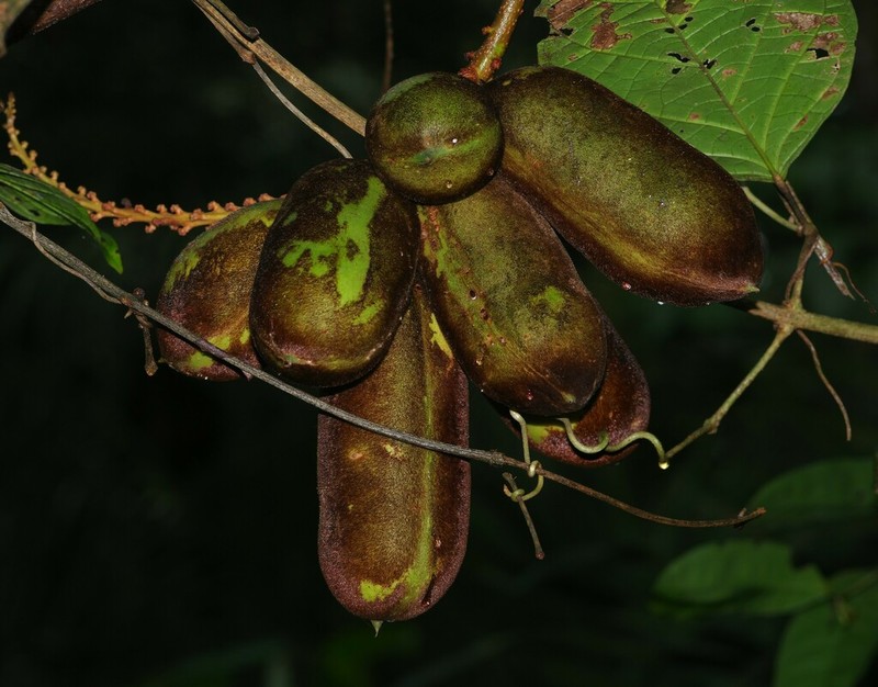 Macropsychanthus malacocarpus photo 4