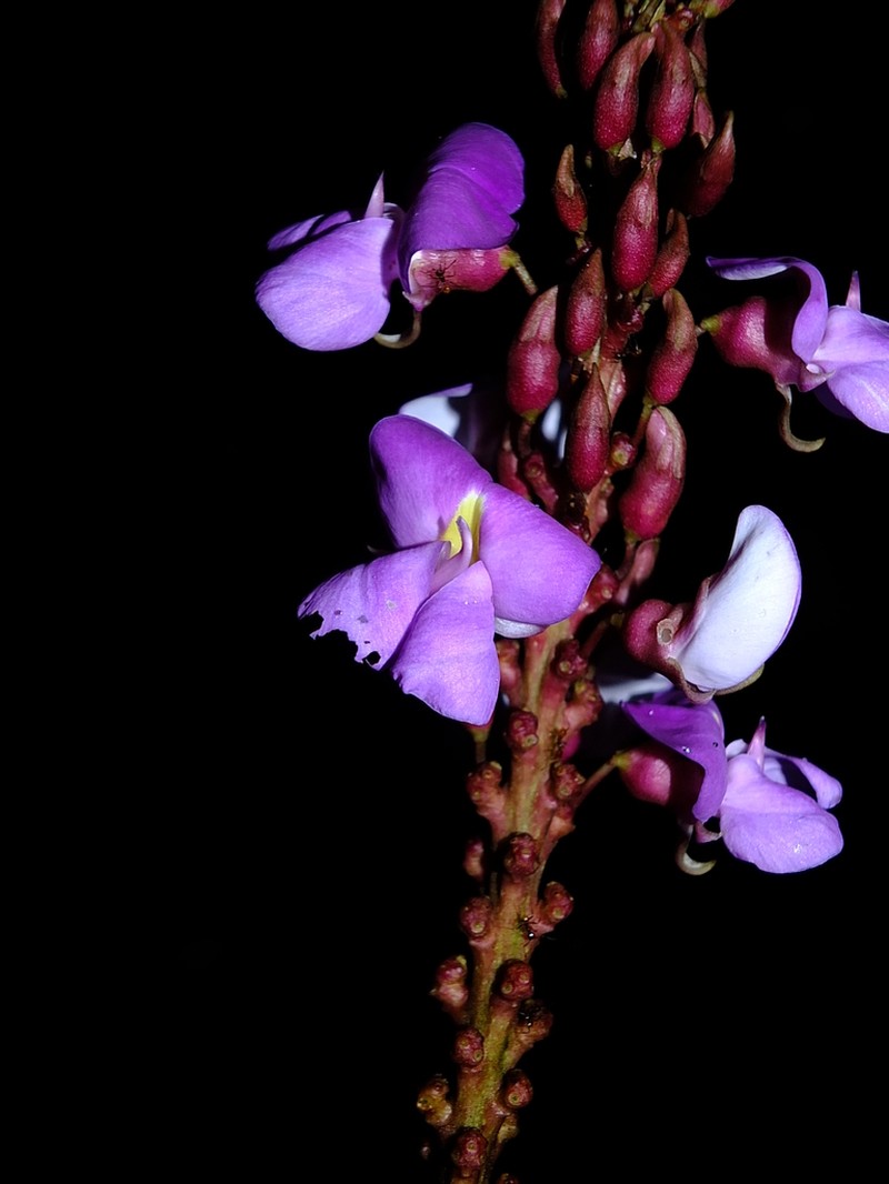 Macropsychanthus malacocarpus photo 5