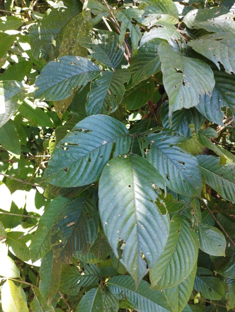 Macropsychanthus malacocarpus photo 6