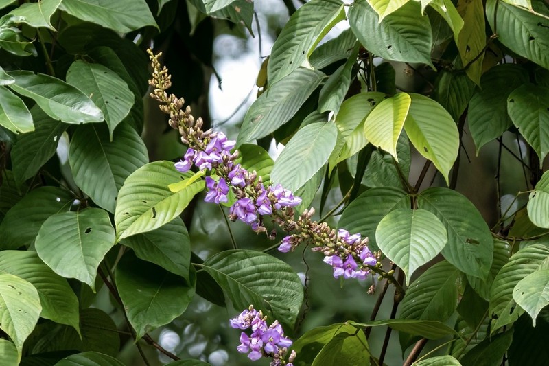 Macropsychanthus malacocarpus photo 7