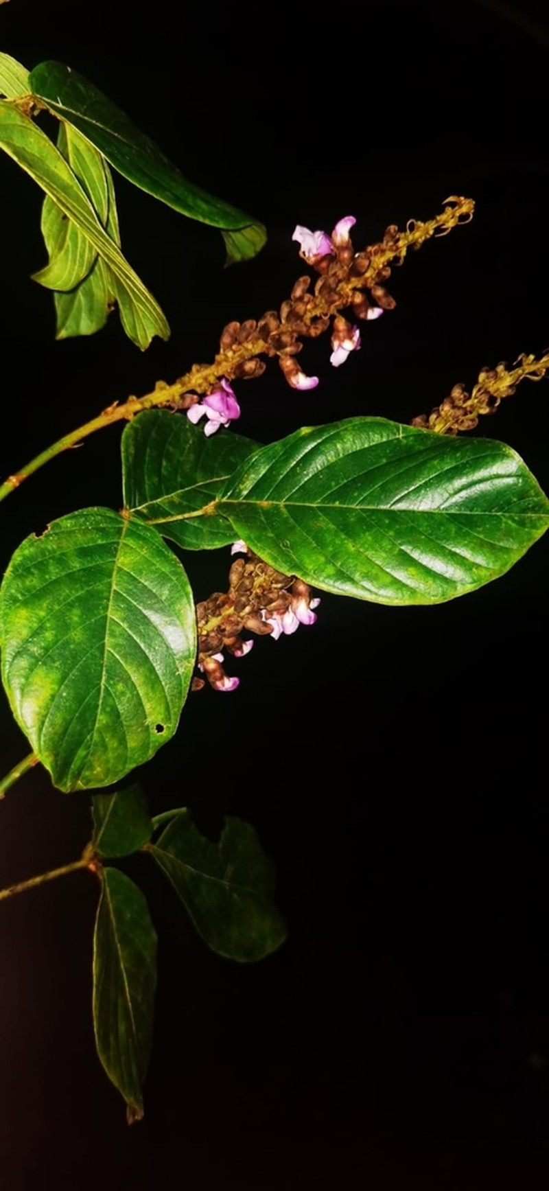 Macropsychanthus malacocarpus photo 8