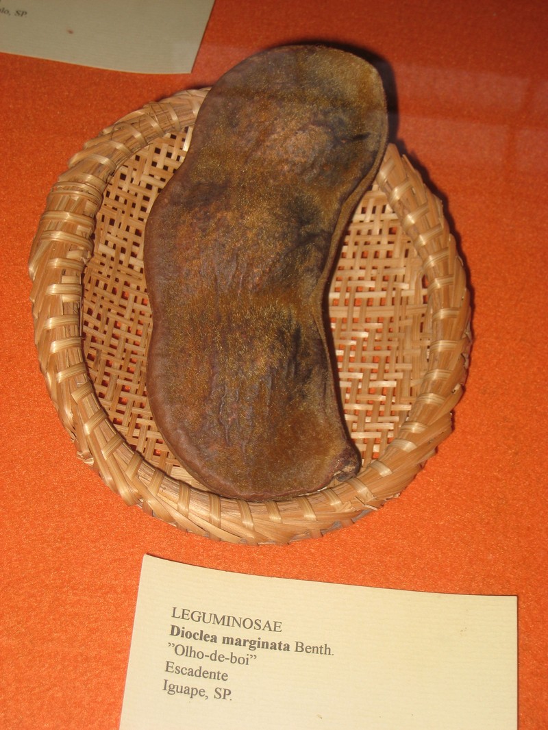Macropsychanthus marginatus