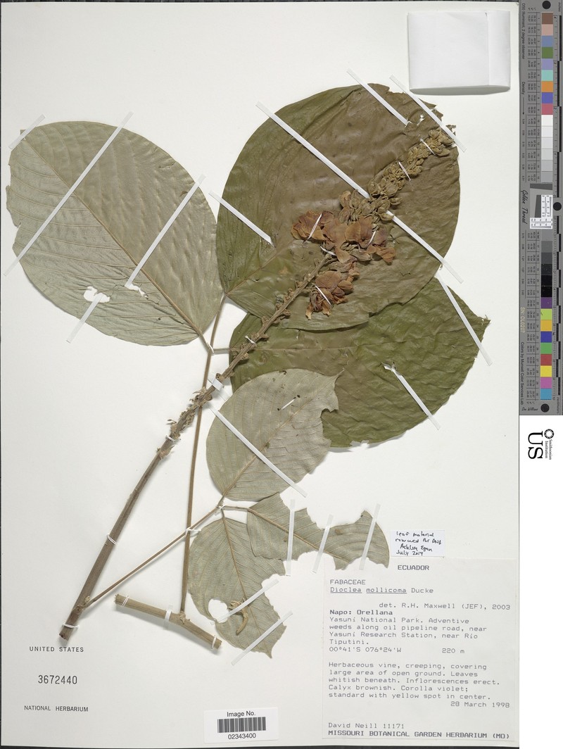 Macropsychanthus mollicomus