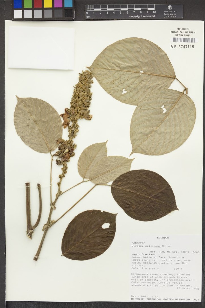 Macropsychanthus mollicomus photo 2