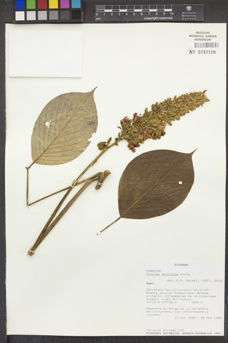 Macropsychanthus mollicomus photo 3
