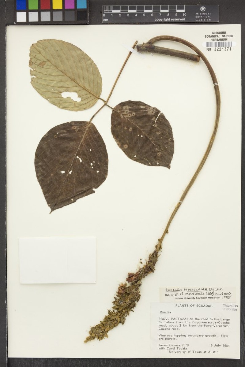 Macropsychanthus mollicomus photo 4