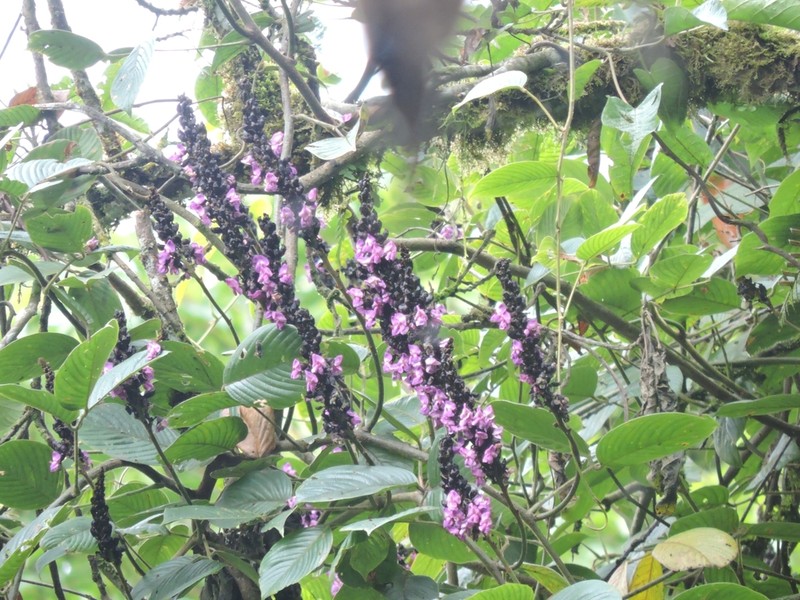 Macropsychanthus obscurus