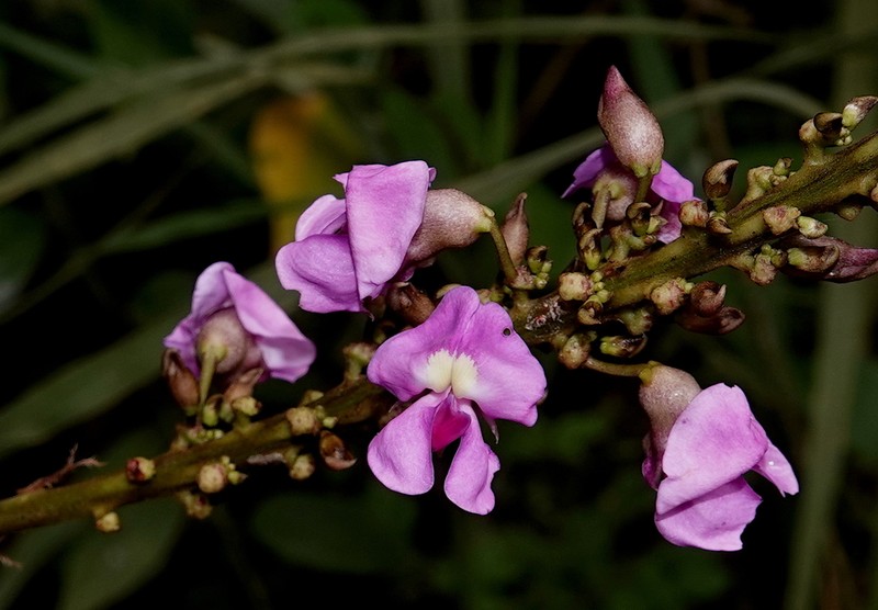 Macropsychanthus pulcher photo 2