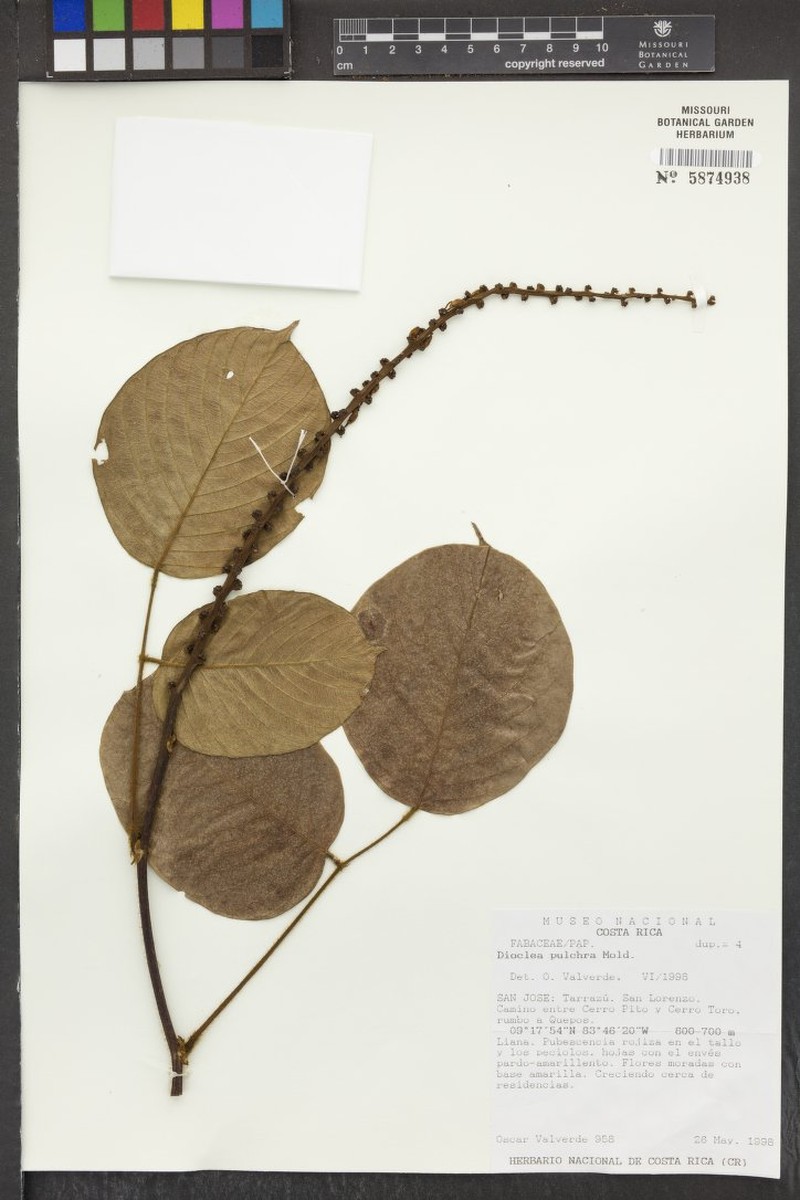 Macropsychanthus pulcher photo 6