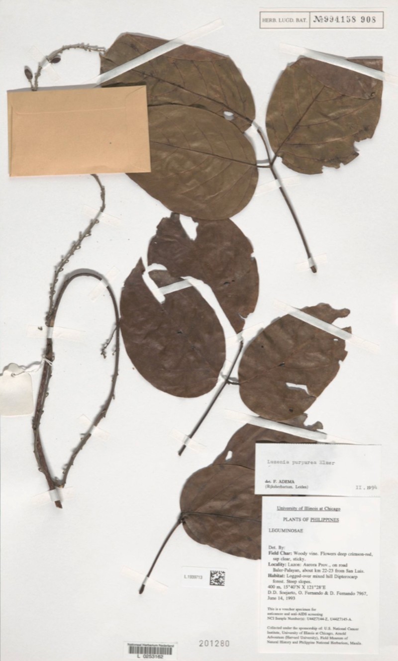 Macropsychanthus purpureus