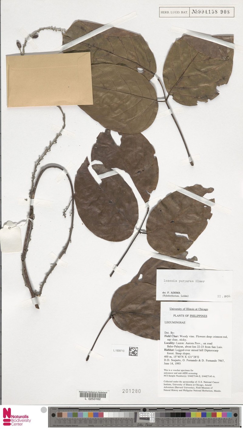 Macropsychanthus purpureus photo 2