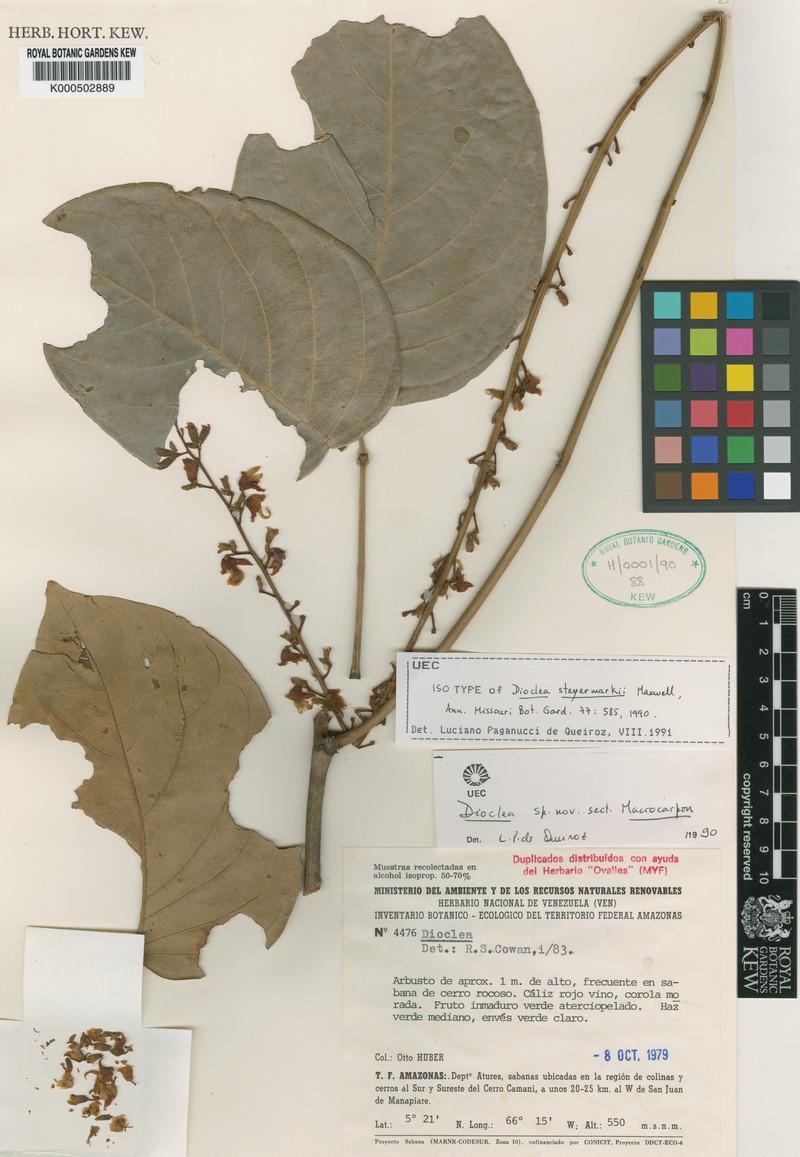 Macropsychanthus rigidus