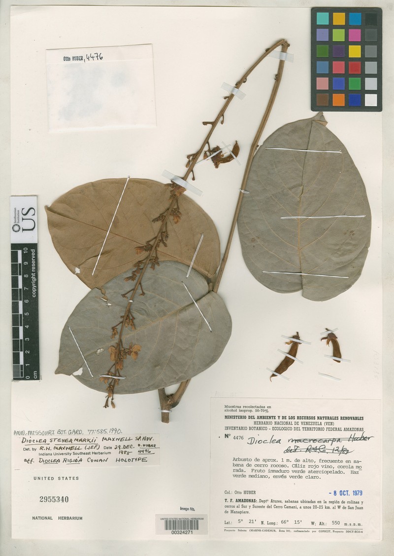 Macropsychanthus rigidus photo 2