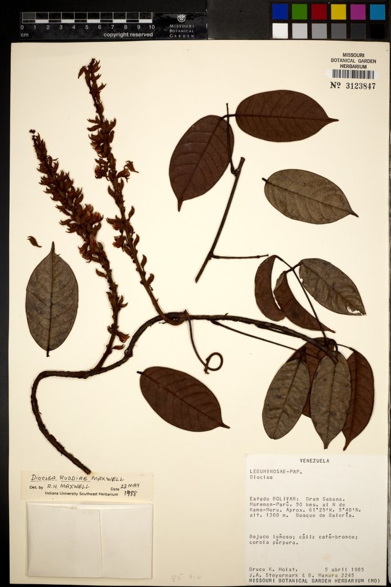 Macropsychanthus ruddiae