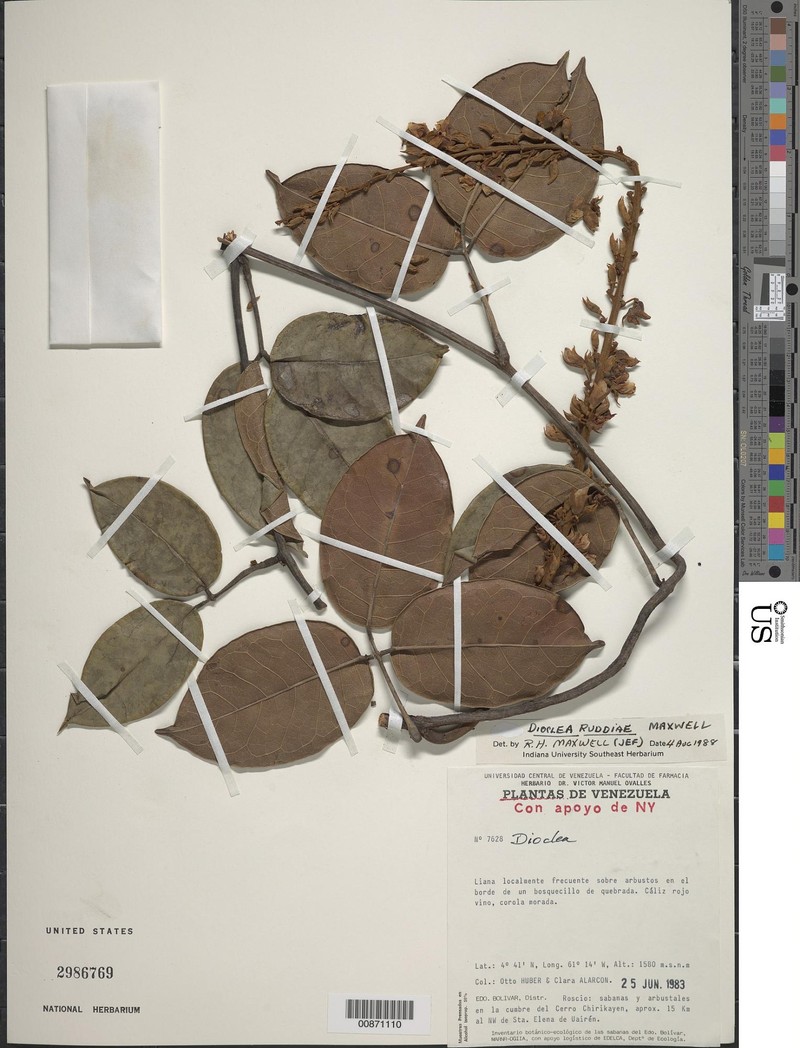 Macropsychanthus ruddiae photo 2
