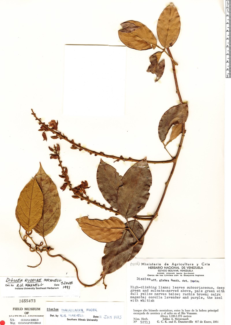 Macropsychanthus ruddiae photo 3