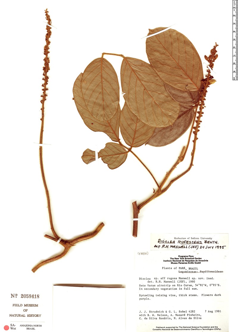 Macropsychanthus rufescens