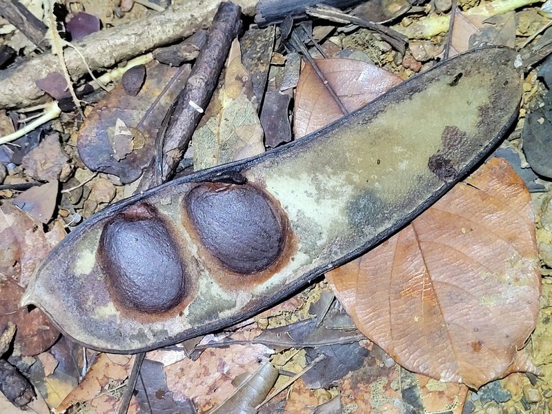 Macropsychanthus scaber