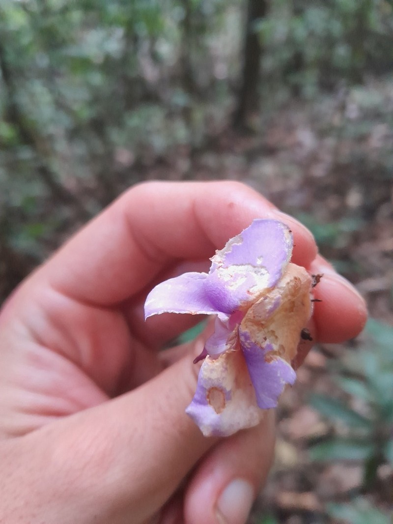 Macropsychanthus scaber photo 2