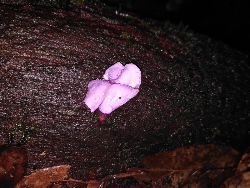 Macropsychanthus scaber photo 4