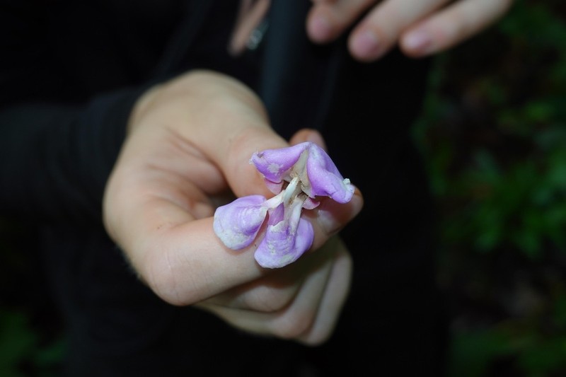 Macropsychanthus scaber photo 8