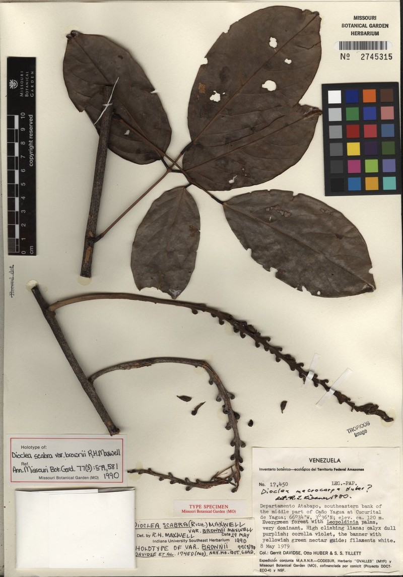 Macropsychanthus scaber var. brownii