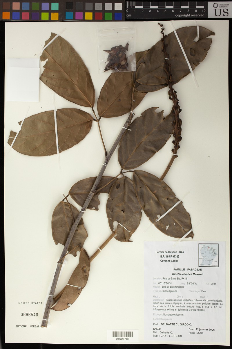 Macropsychanthus scaber var. scaber