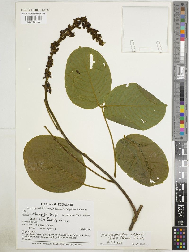Macropsychanthus schimpffii