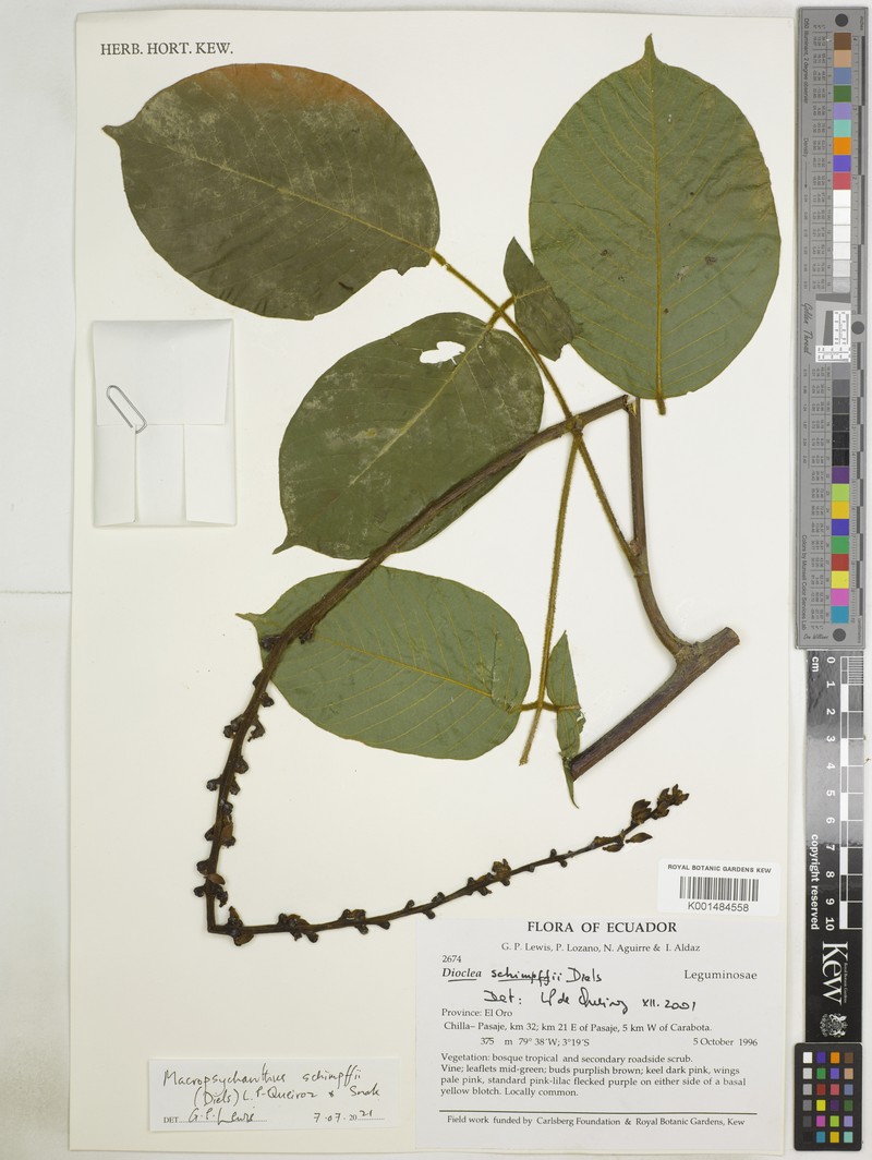 Macropsychanthus schimpffii photo 2