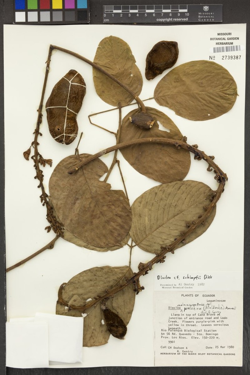 Macropsychanthus schimpffii photo 4