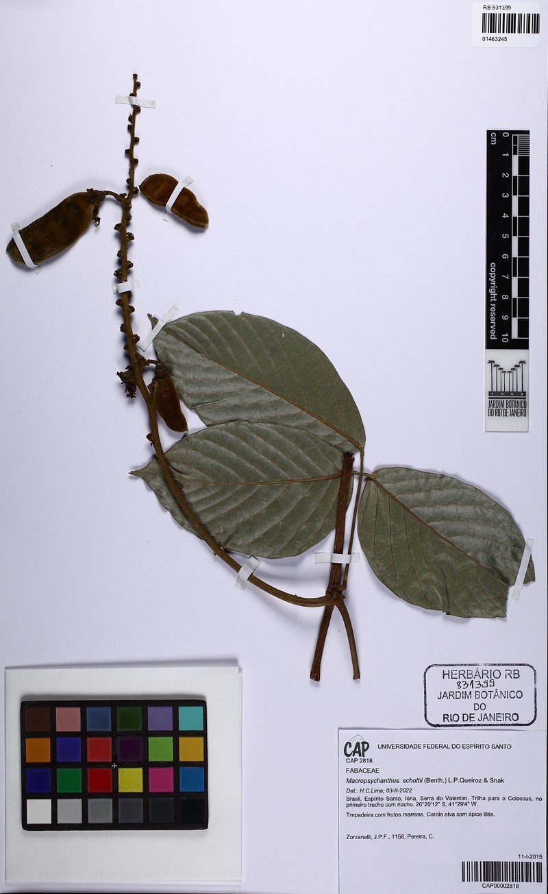 Macropsychanthus schottii
