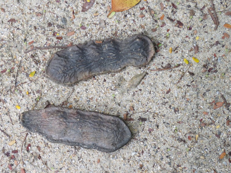 Macropsychanthus sclerocarpus photo 3