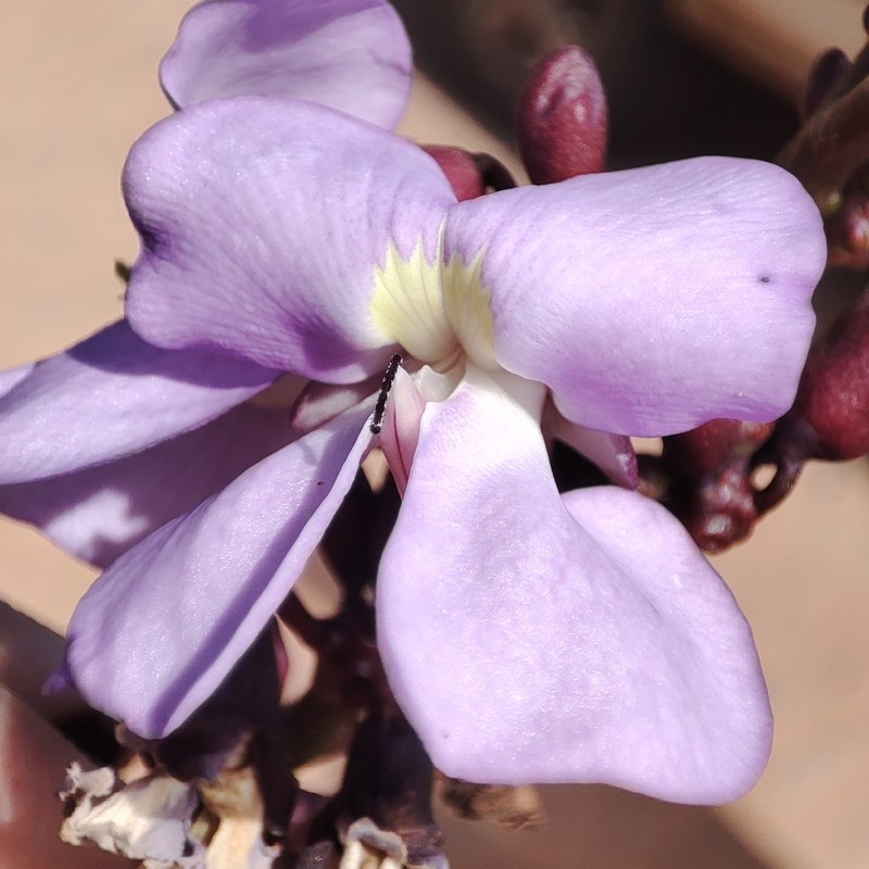 Macropsychanthus sclerocarpus photo 4
