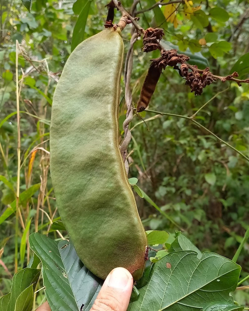 Macropsychanthus sclerocarpus photo 5