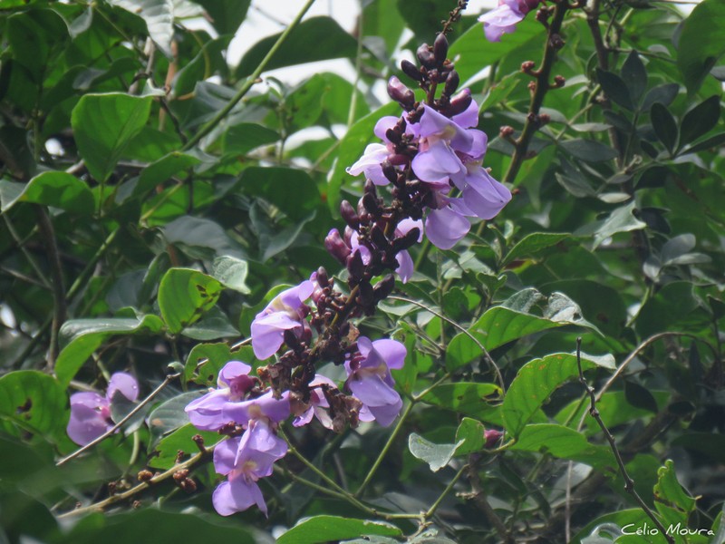 Macropsychanthus sclerocarpus photo 6