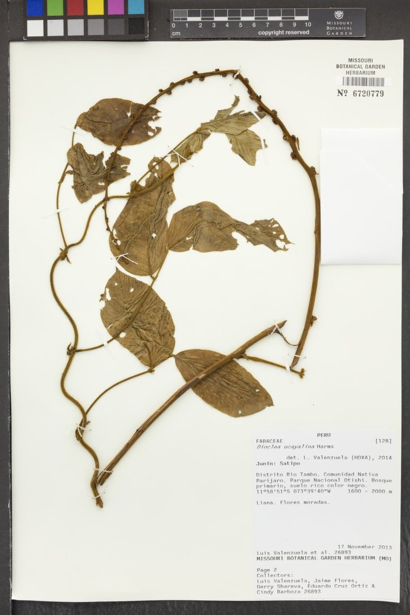 Macropsychanthus ucayalinus
