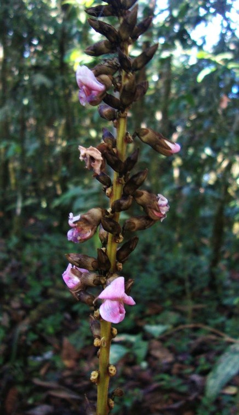 Macropsychanthus ucayalinus photo 2