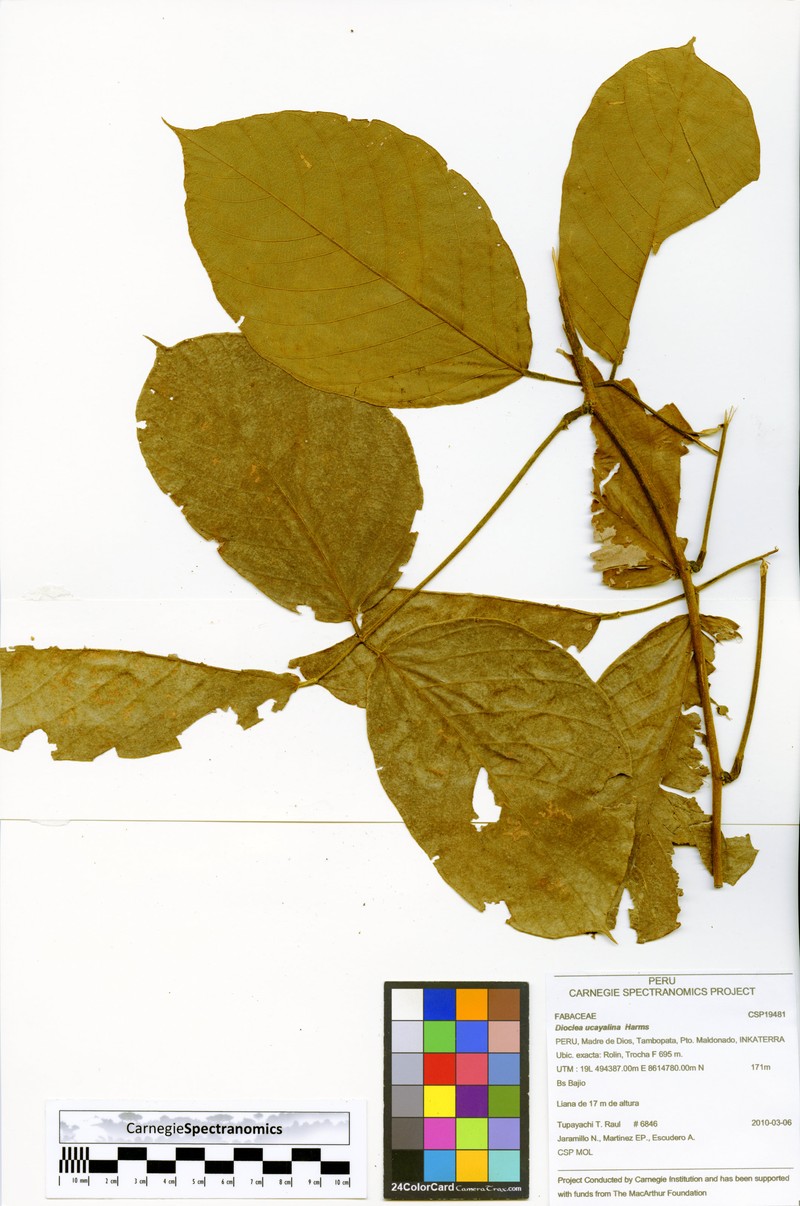 Macropsychanthus ucayalinus photo 3