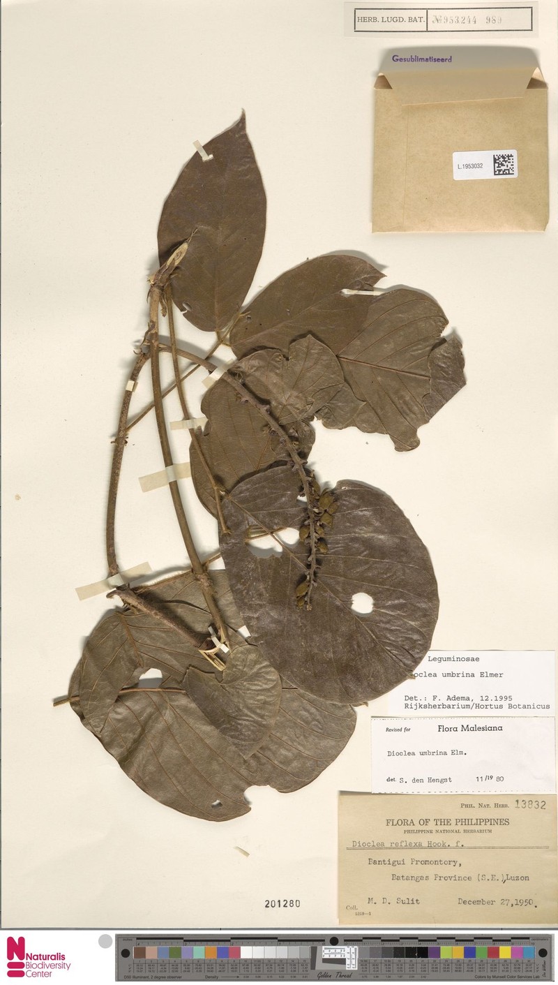 Macropsychanthus umbrinus